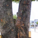 CA9HGAVI