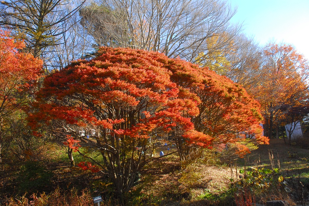 ドウダンツツジ