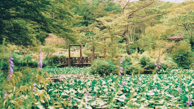 六甲高山植物園