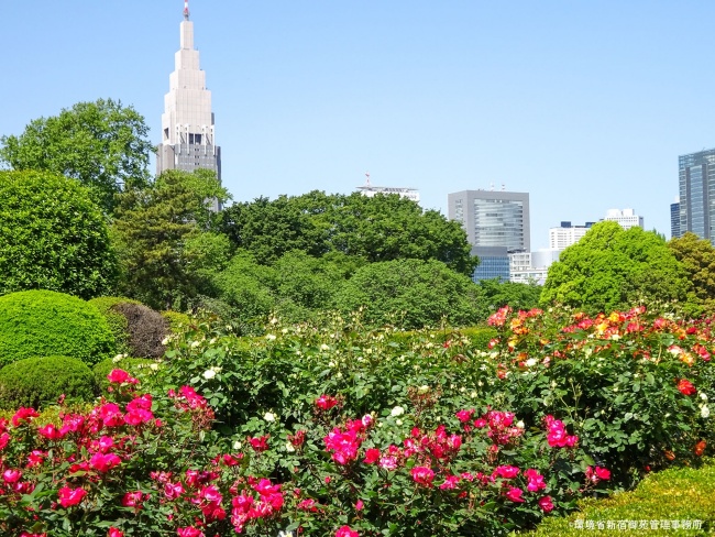 新宿御苑_夏