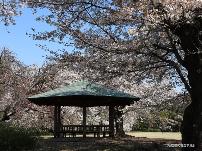 新宿御苑_桜の名所