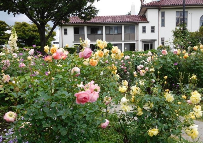 港の見える丘公園_バラ