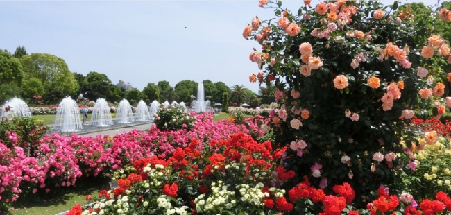 神戸市立須磨離宮公園_バラ園