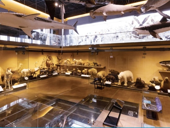 北九州市立いのちのたび博物館_生命の多様性館