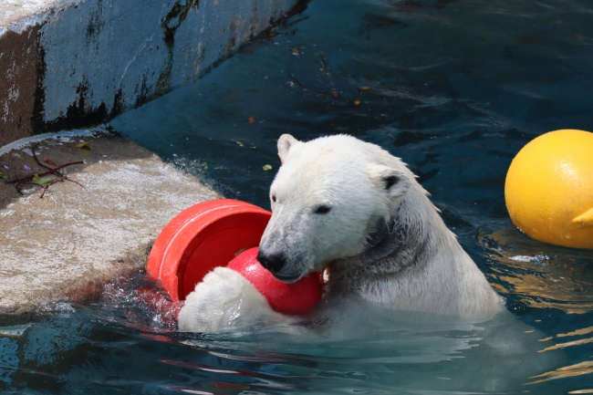 天王寺動物園_ホッキョクグマ