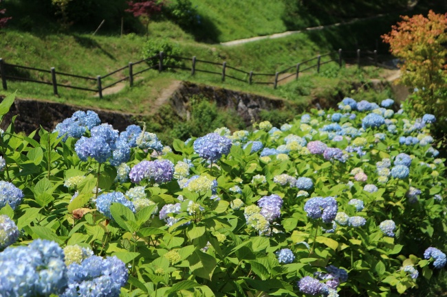 白糸の滝_夏