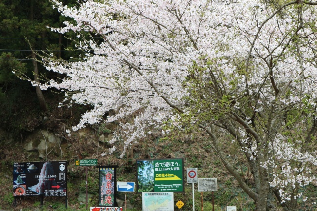 白糸の滝_春